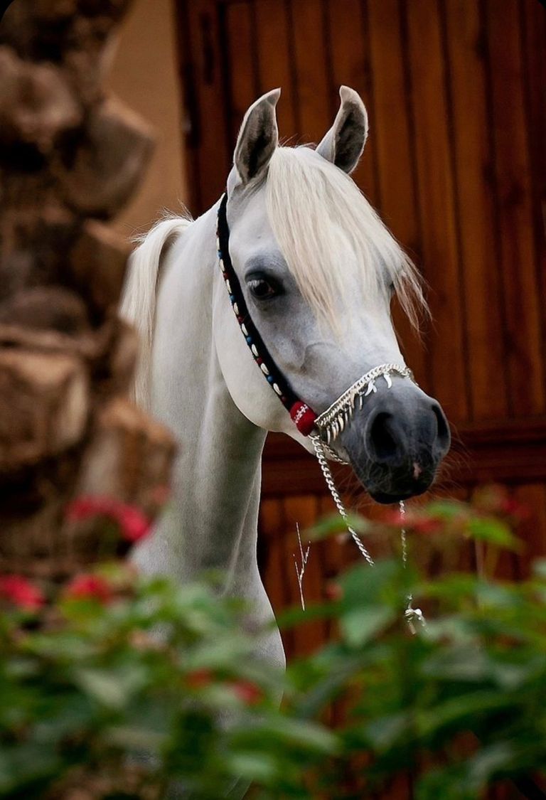 مزاد للخيول العربية في« أبوظبي للصيد والفروسية»