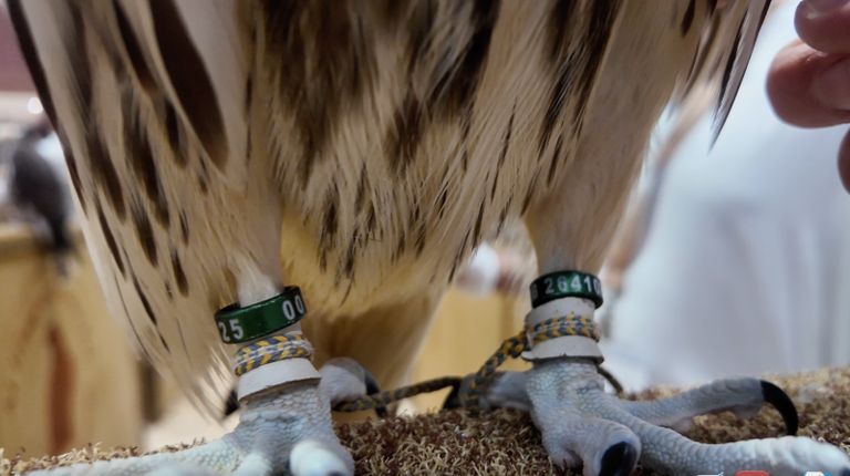 معرض أبوظبي الدولي للصيد والفروسية