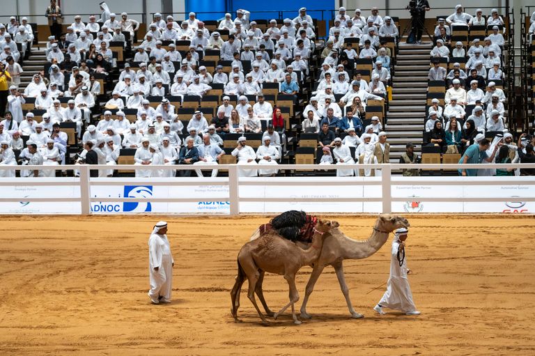 اليوم الثالث من معرض أبوظبي الدولي للصيد والفروسية 2025 اليوم الثالث من معرض أبوظبي الدولي للصيد والفروسية 2025