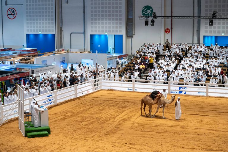 اليوم الثالث من معرض أبوظبي الدولي للصيد والفروسية 2025 اليوم الثالث من معرض أبوظبي الدولي للصيد والفروسية 2025