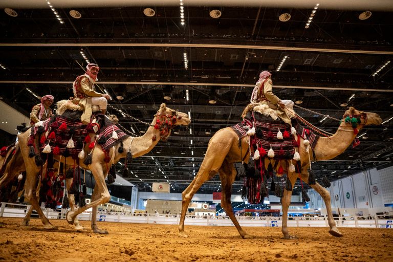 فعاليات اليوم الخامس في معرض الصيد والفروسية