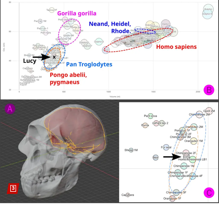 "لوسي" تعود للحياة افتراضيا