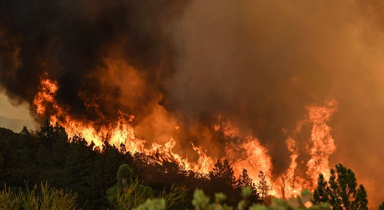 حرائق الغابات - أرشيفية