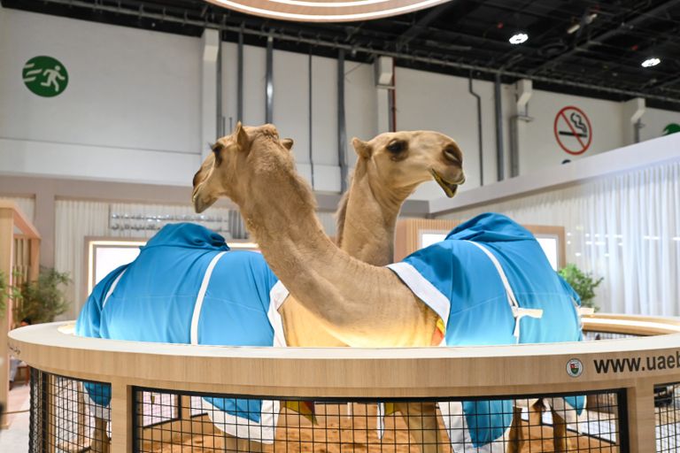 معرض أبوظبي الدولي للصيد والفروسية