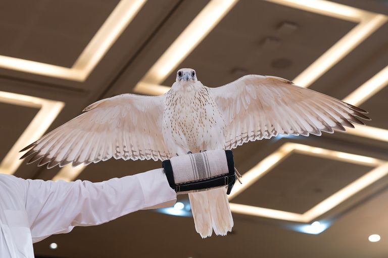 معرض أبوظبي الدولي للصيد والفروسية