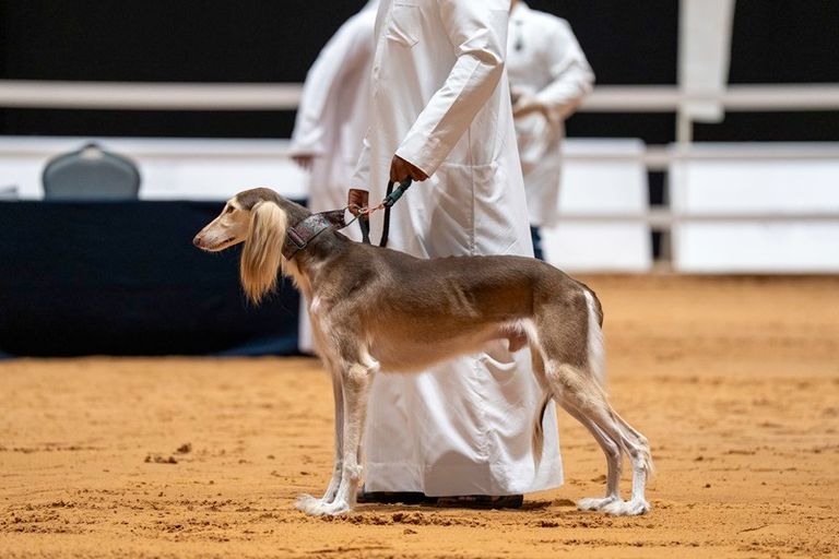 مسابقة الجمال للسلوقي العربي