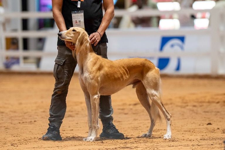 مسابقة الجمال للسلوقي العربي