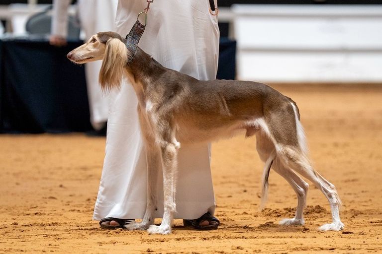 مسابقة الجمال للسلوقي العربي