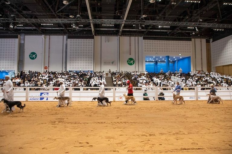 مسابقة الجمال للسلوقي العربي