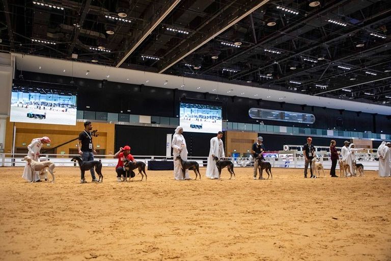 مسابقة الجمال للسلوقي العربي