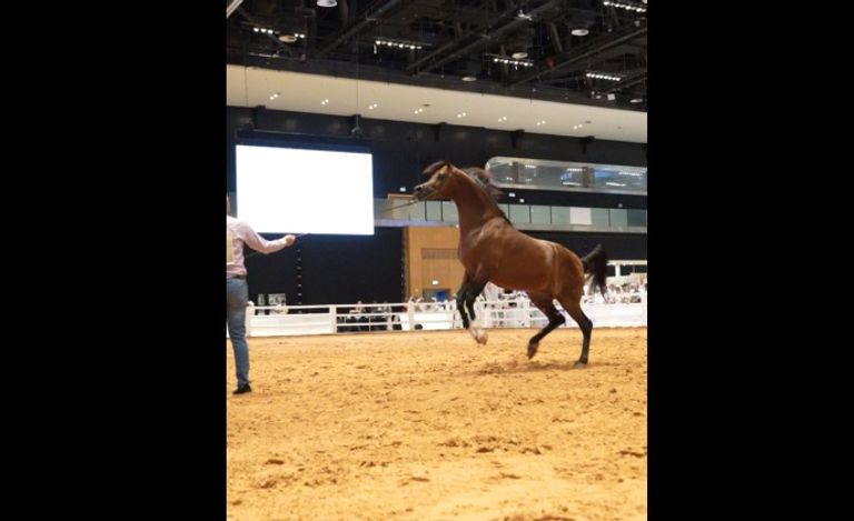عبدالله النويس مالك مربط الجزيرة للخيول العربية