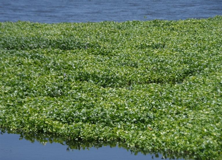 ابتكار فلتر تنقية الهواء يحول ورد النيل إلى فرصة