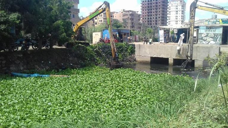 ابتكار فلتر تنقية الهواء يحول ورد النيل إلى فرصة