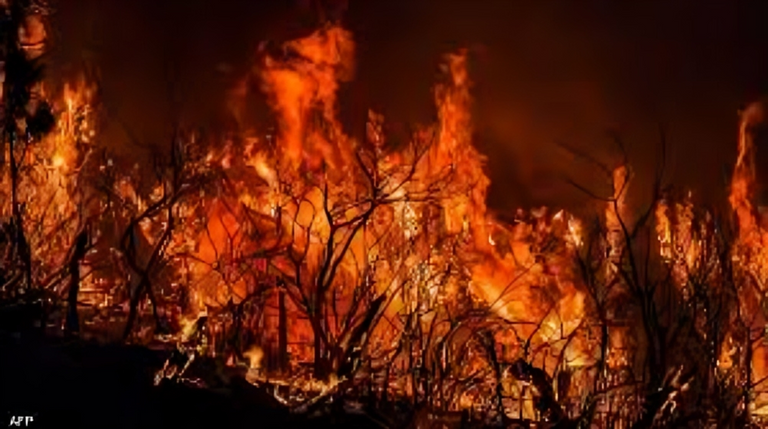 حرائق الغابات في الجزائر حرائق الغابات في الجزائر