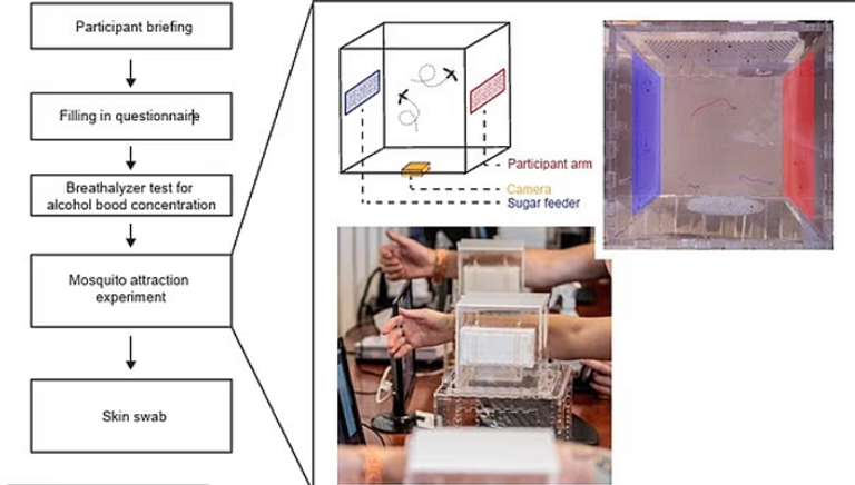 شرب البيرة يجعل الناس أكثر جاذبية للبعوض