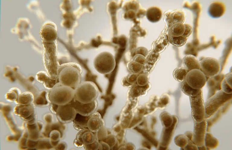 فطر قاتل مقاوم للأدوية يجتاح مستشفيات أوروبا