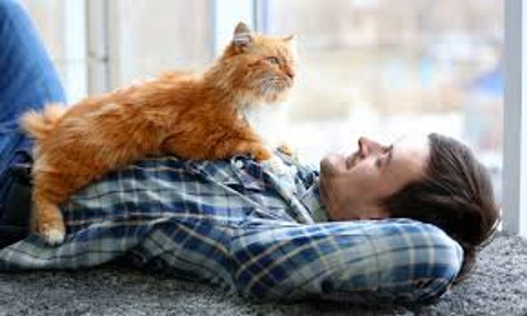 دراسات كشفت أن القطط تلعب دورا في تغيير كيمياء الدماغ