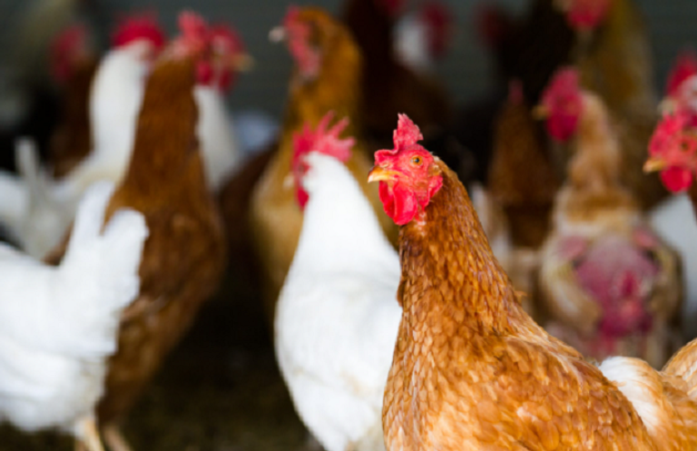 أوروبا ترفع الحظر عن الدواجن البرازيلية
