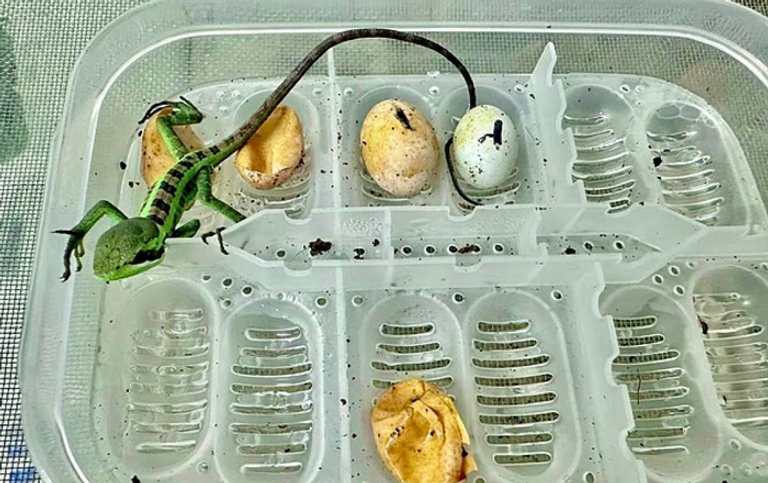 ولادة ثمانية صغار سحالي من أنثى لم يسبق لها أن التقت بذكر.