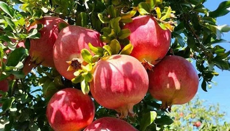 ضيعة رمان في تستور التونسية