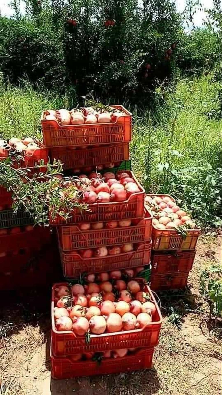 ضيعة رمان في تستور التونسية