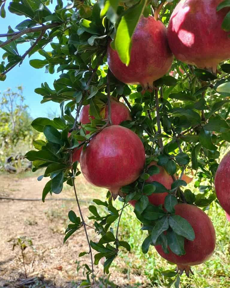 ضيعة رمان في تستور التونسية