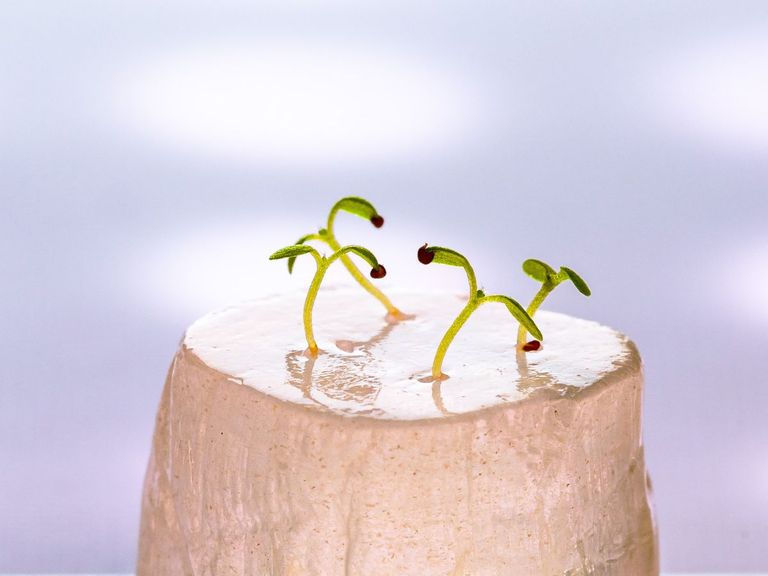 ابتكار نظام زراعي ثوري يعتمد على هيدروجيل حيوي قابل للتحلل