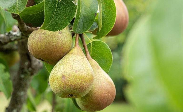 الكمثرى خمس فواكه ينصح الأطباء بتناولها أسبوعيا