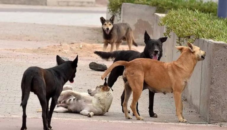 كلاب ضالة- أرشيفية