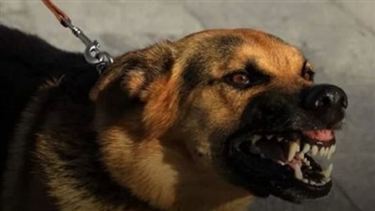 كلاب ضالة- أرشيفية