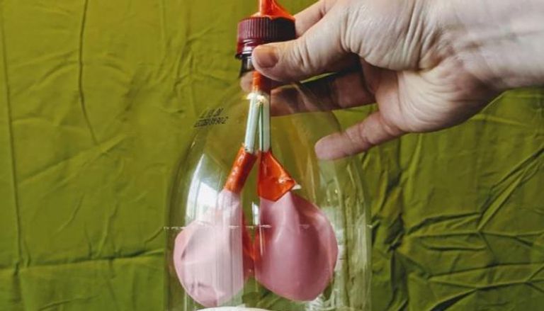 ابتكار رئة مصغرة