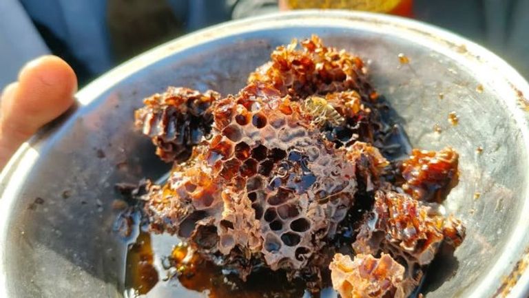 خلايا عسل النحل عثر عليها داخل المقبرة بقرية الكمايشة بمحافظة المنوفية المصرية