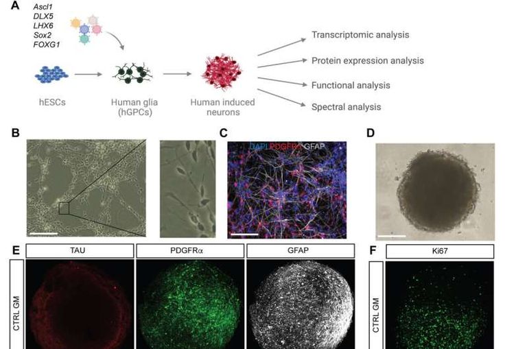 طريقة لتحويل خلايا الدعم في الدماغ إلى خلايا تضبط نشاطه