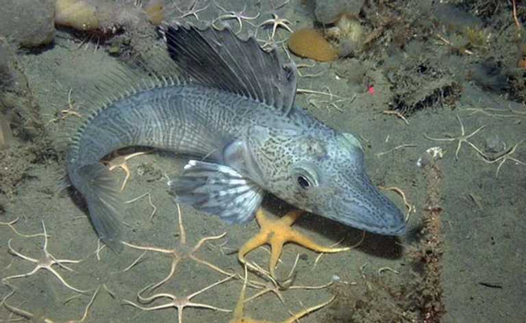 الأسماك الآسيوية ذات الشكل الإبرِي