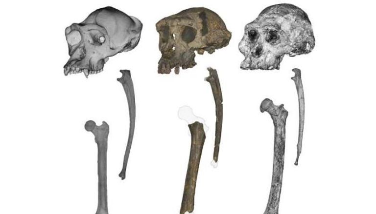 جماجم وعظام الزند والفخذ لـ"سهلانثروبس تشادنسيس"