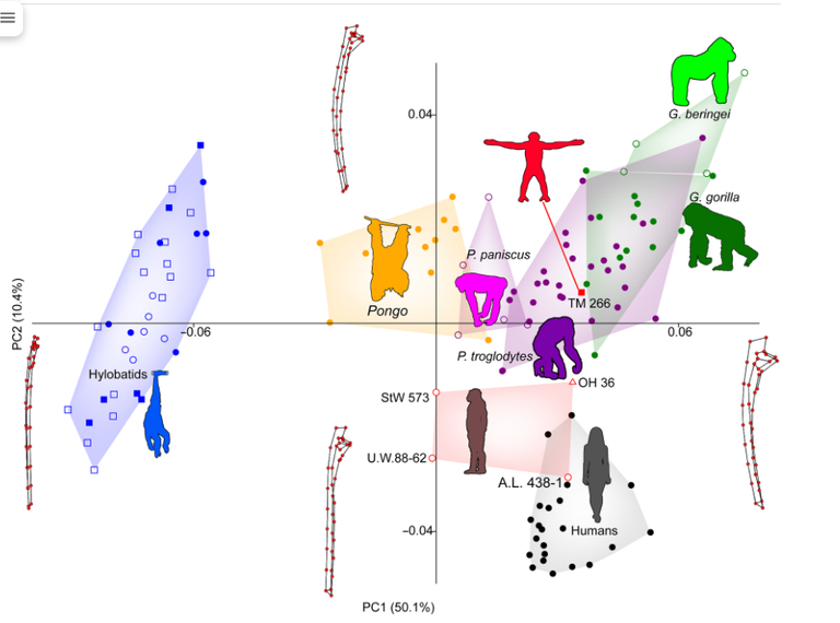 جماجم وعظام الزند والفخذ لـ"سهلانثروبس تشادنسيس"