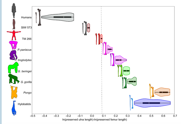 جماجم وعظام الزند والفخذ لـ"سهلانثروبس تشادنسيس"