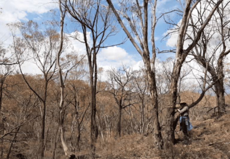 موت الأشجار - أرشيفية