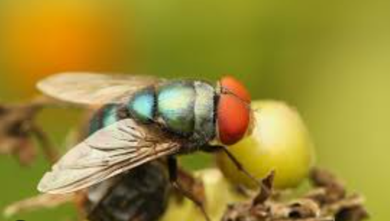 الذبابة الزرقاء تلعب دورا مهما في علم الحشرات الجنائي