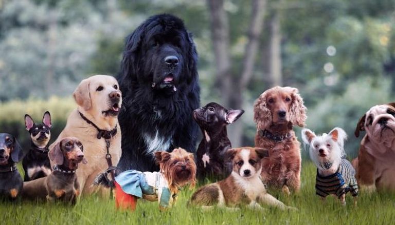 الكلاب- أرشيفية