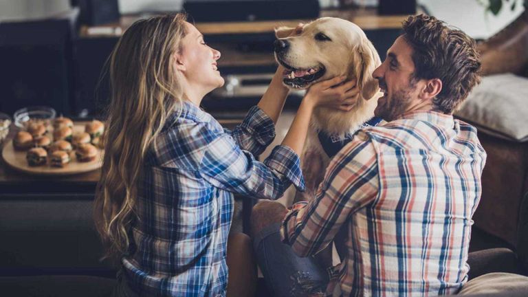 الكلاب- أرشيفية