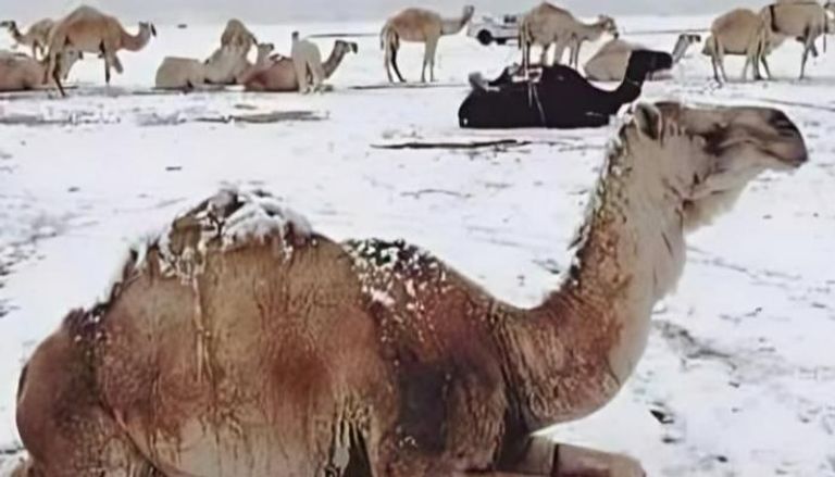 الثلث الأوسط من يناير الأبرد خلال الشتاء