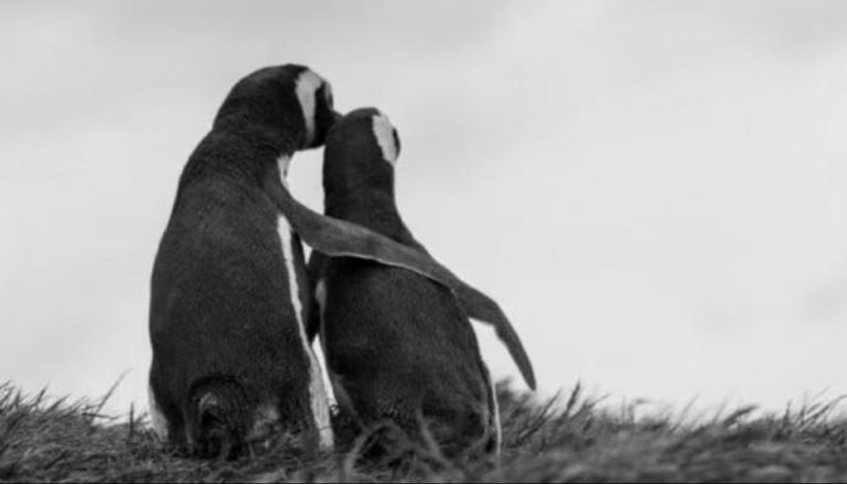 الصورة التي نشرها رئيس كوريا الجنوبية