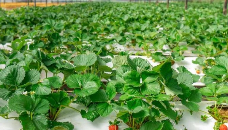 تكنولوجيا الغذاء