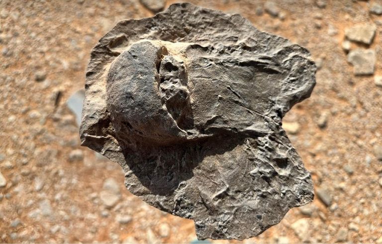 اكتشاف أحافير نادرة في العُلا