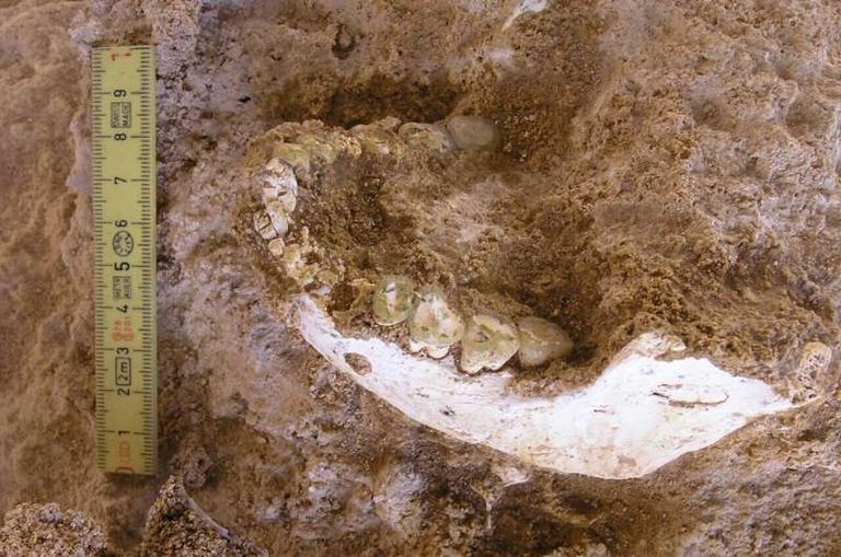 أحد أعضاء الفريق البحثي في موقع الاكتشاف