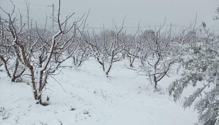 الثلوج بالمرتفعات الغربية لتونس