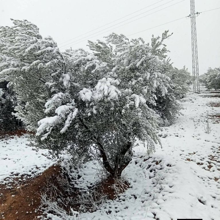 الثلوج بالمرتفعات الغربية لتونس