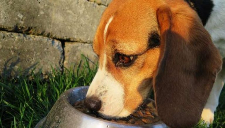 الكلاب التي تتغذى على أطعمة غنية باللحوم قد تملك بصمة كربونية أعلى