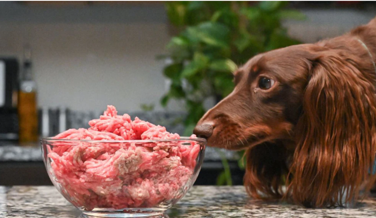 الكلاب التي تتغذى على أطعمة غنية باللحوم قد تملك بصمة كربونية أعلى